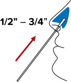 Swab head inserted into a nostril with text, “one half to three fourths of an inch”